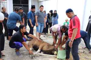 BRK Kantor Cabang Air Molek Laksanakan Penyembelihan 3 Ekor Sapi